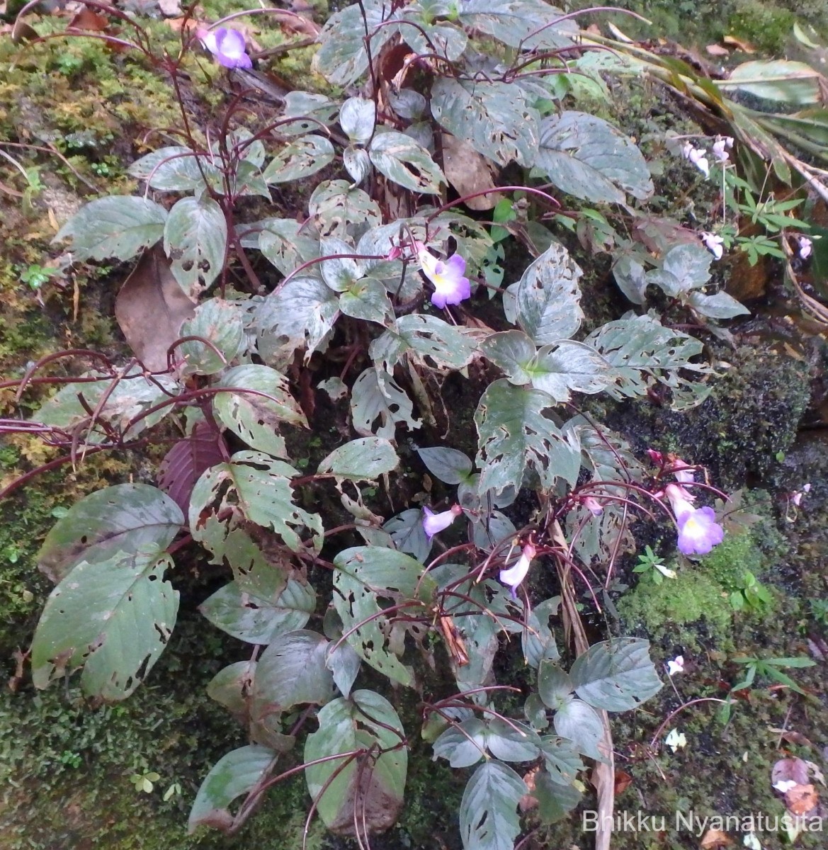 Henckelia communis (Gardner) D.J.Middleton & Mich.Möller